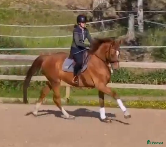  hästar 🌟Framtidsstjärna för satsande ryttare🌟 i Sunne - Annons 4