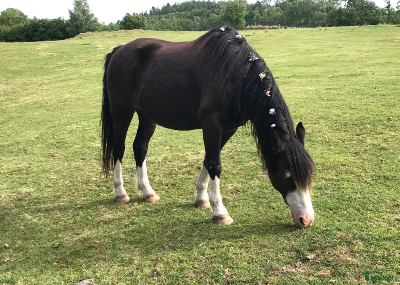  stallplats Bilbo söker stallplats - Annons 8