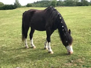 stallplats Bilbo söker stallplats - Annons 8