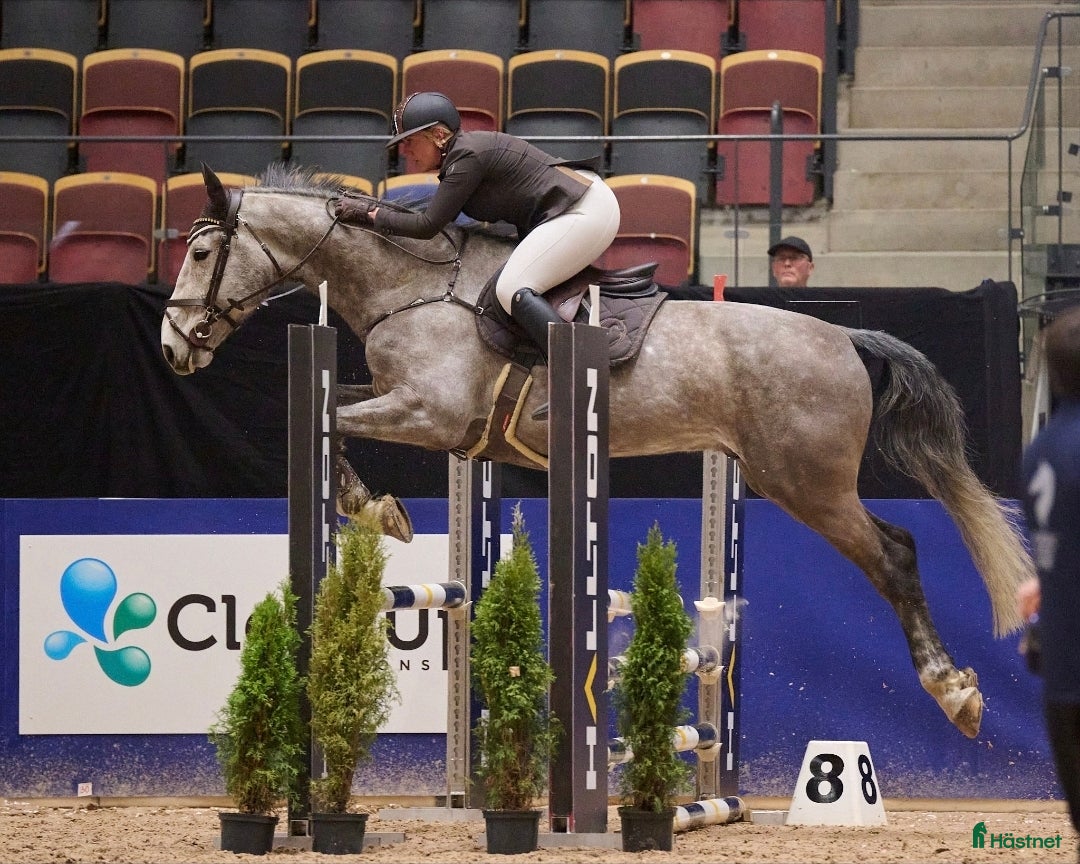 Hoppning hästar till salu: SWB nybliven 8 åring . E.Berlin - Hip Hop  - Annons 3