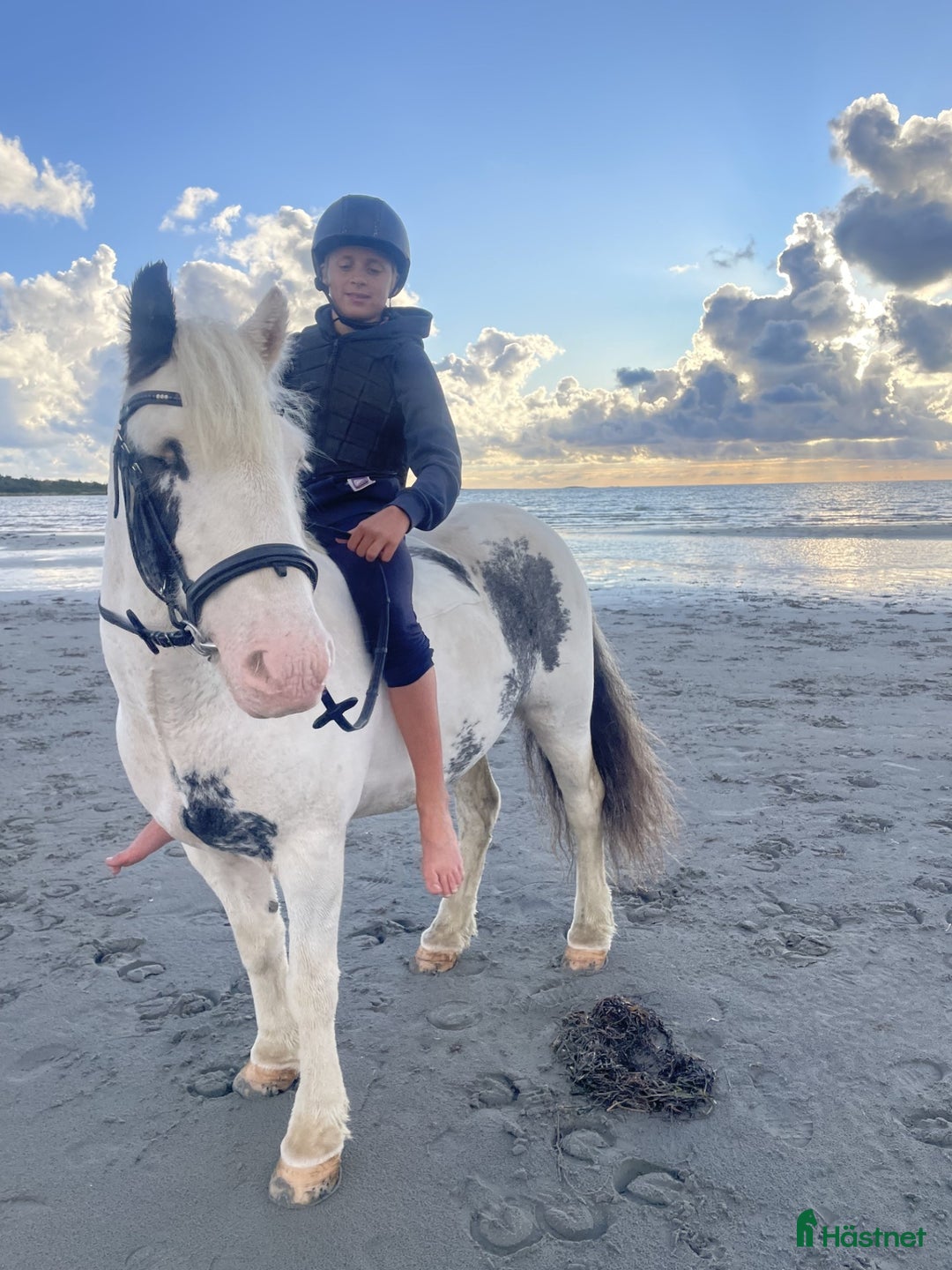 Allround hästar till salu: Ljuvlig maxad b-ponny! i Kärna - Annons 7