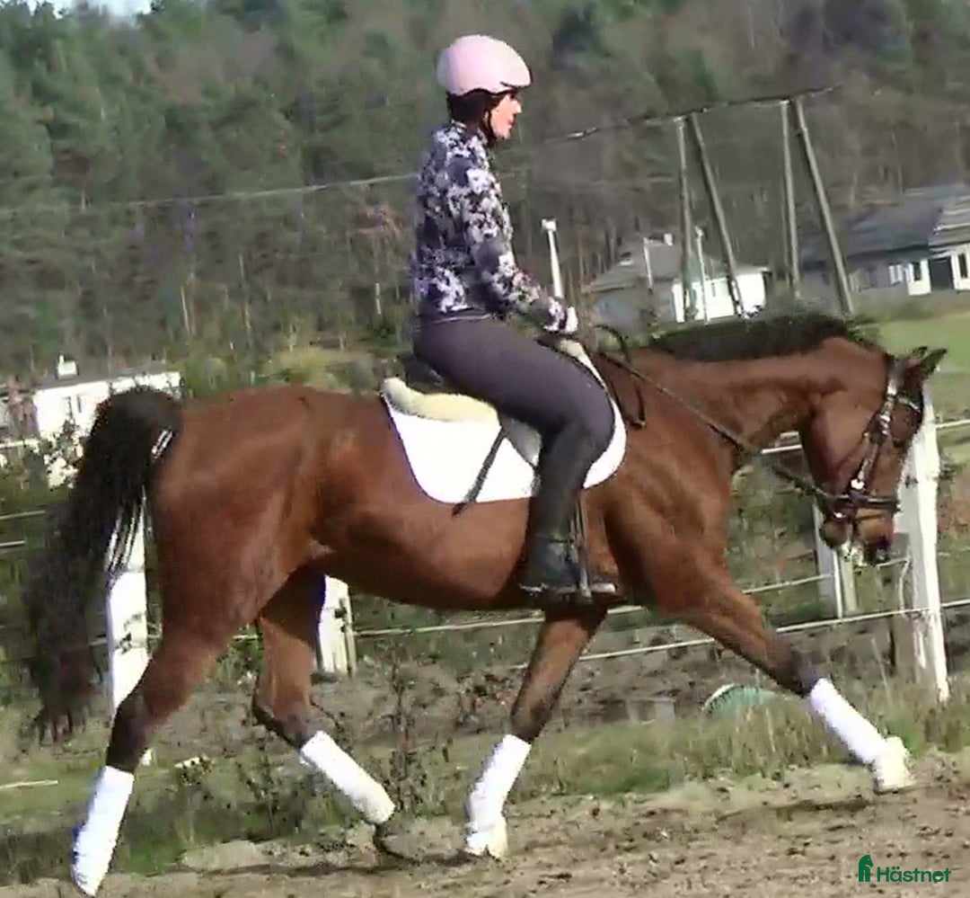 Allround hästar till salu: Top mover for some ambitious rider   i Örsundsbro - Annons 8