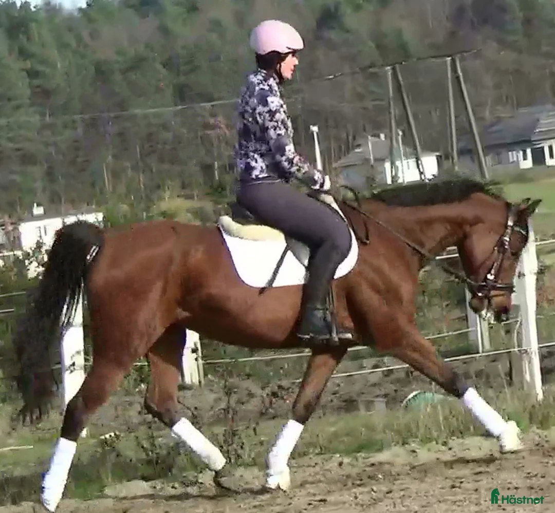 Allround hästar till salu: Top mover for some ambitious rider   - Annons 8