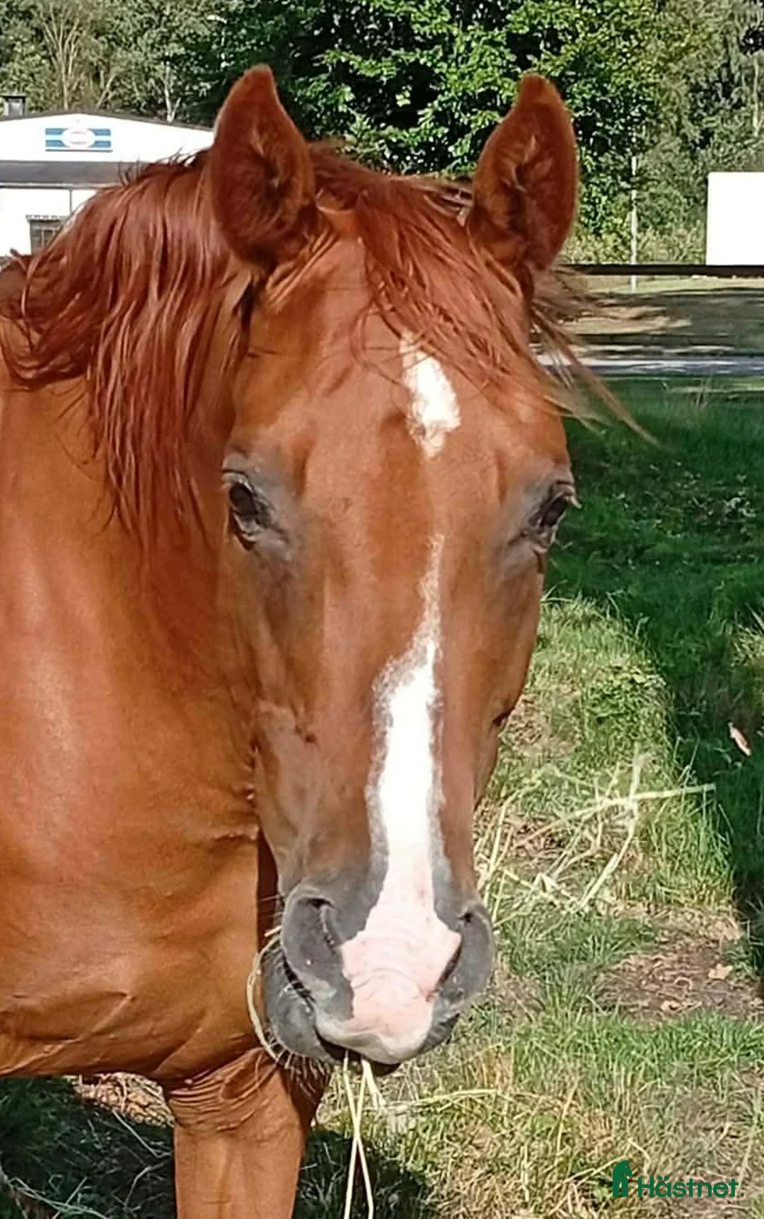 Dressyr hästar till salu: SWB dressyr sto, ej inriden. - Annons 1