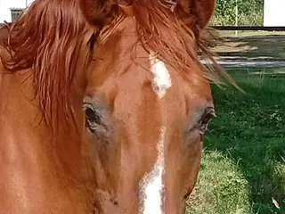 hästar SWB dressyr sto, ej inriden. - Annons 3