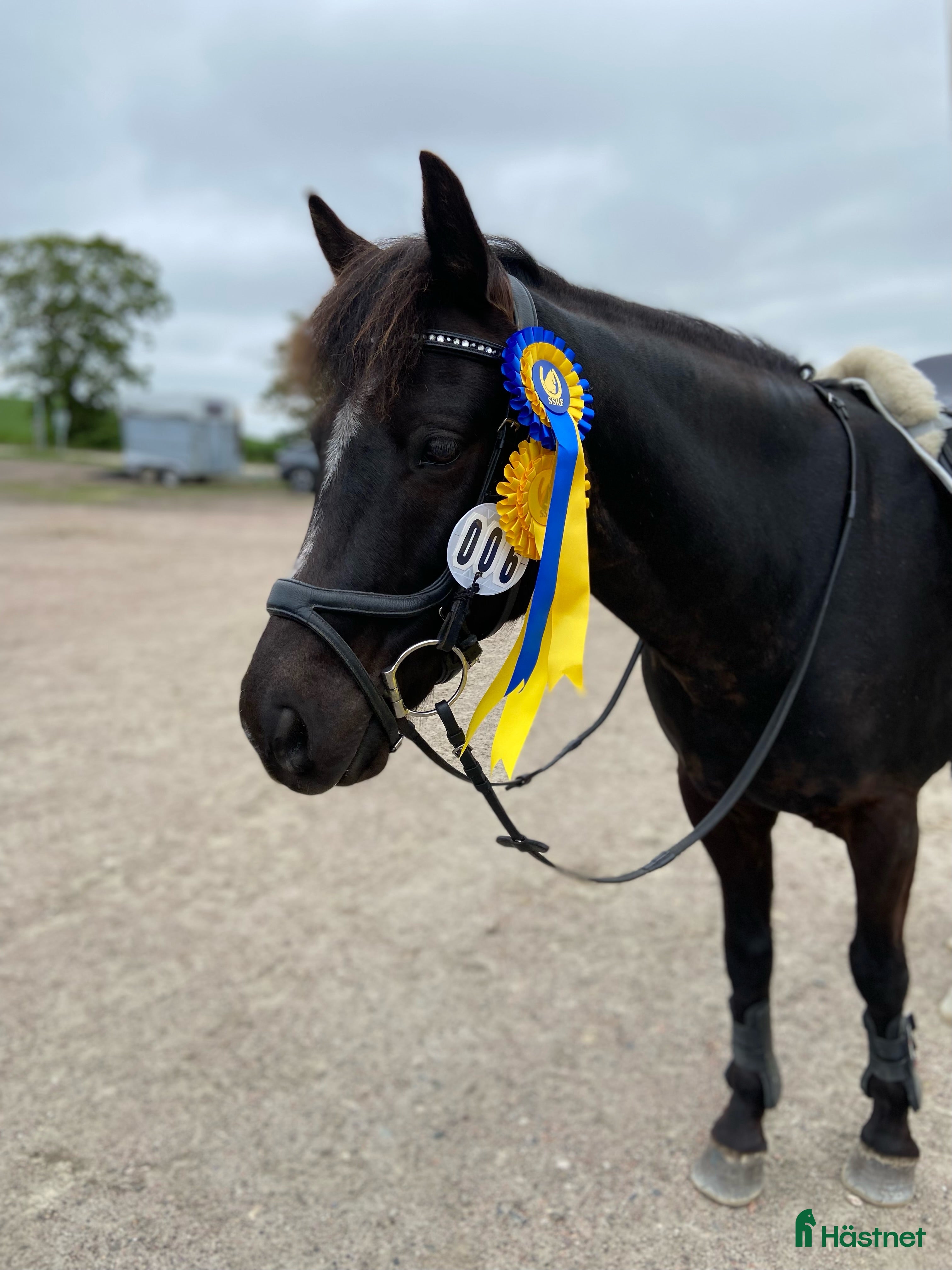Hoppning hästar till salu: Ponny med härlig personlighet söker ny bästa vän i Malmö - Annons 2