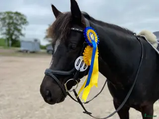 Hoppning hästar till salu: Ponny med härlig personlighet söker ny bästa vän i Malmö - Annons 2