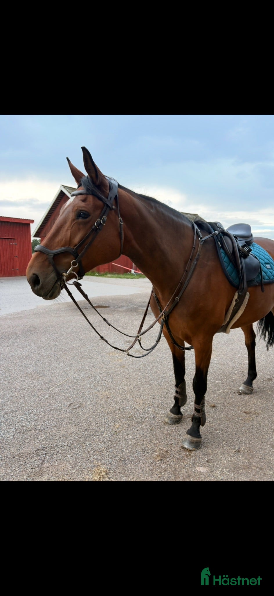  hästar Häst med mycket power e:Balou du rouet - Annons 2
