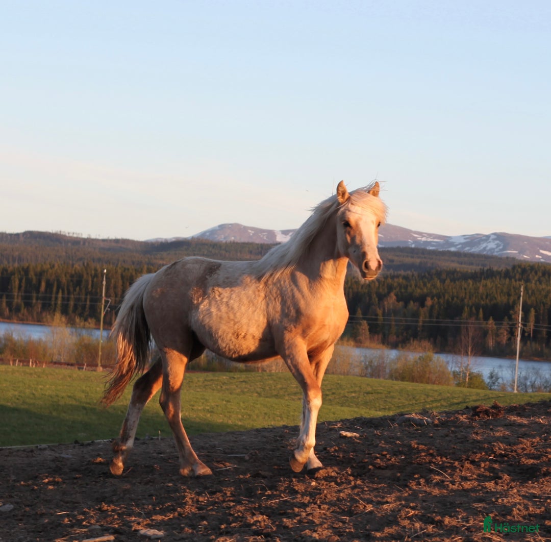 Allround hästar till salu: Vems drömponny? i Mörsil - Annons 6