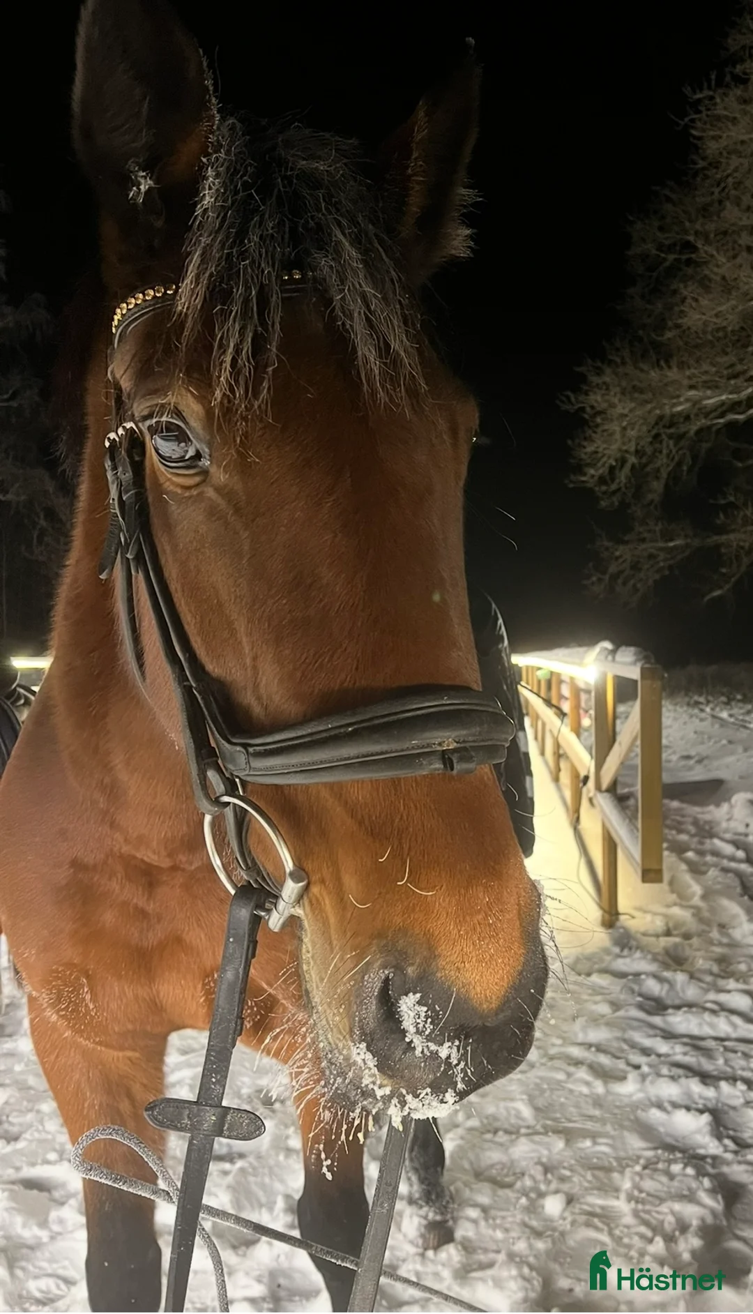 Övrigt hästar till salu:  Fint varmblod söker nytt hem  - Annons 2