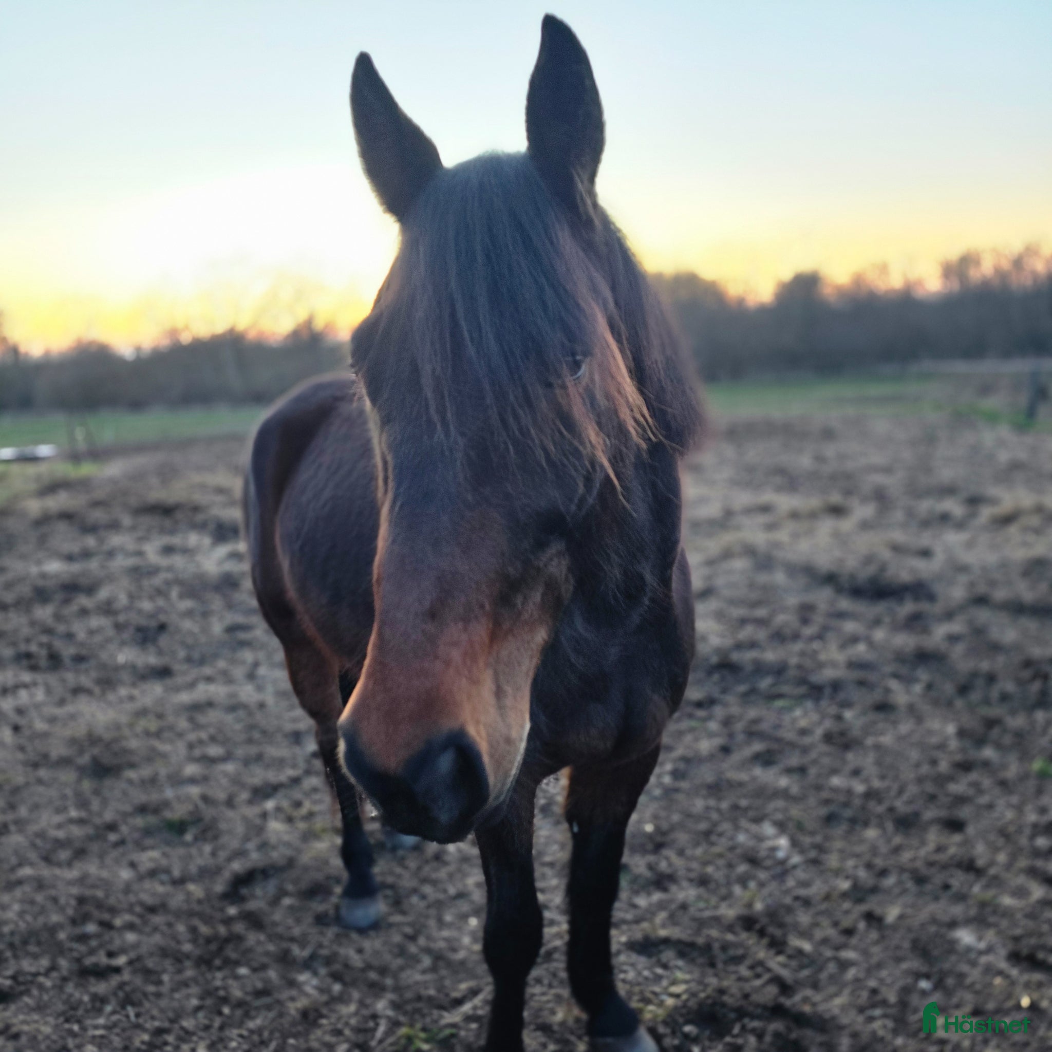  hästar Trevlig valack söker sin människa ⭐️ - Annons 14