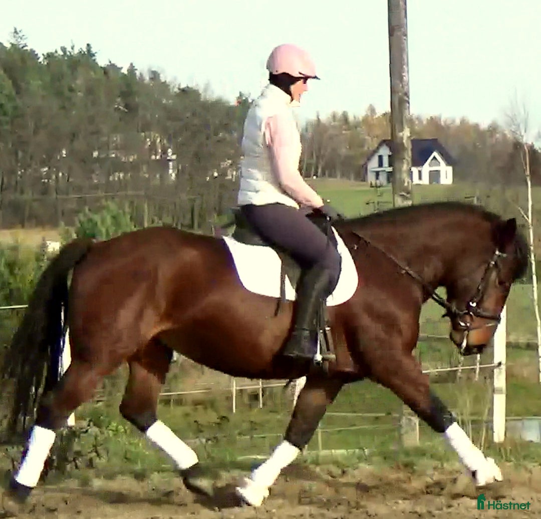 Allround hästar till salu: Gorgeous, sweet and ready for anything allrounder i Örsundsbro - Annons 12