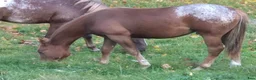 Western hästar till salu: Charmig Appaloosa-valack - Annons 8