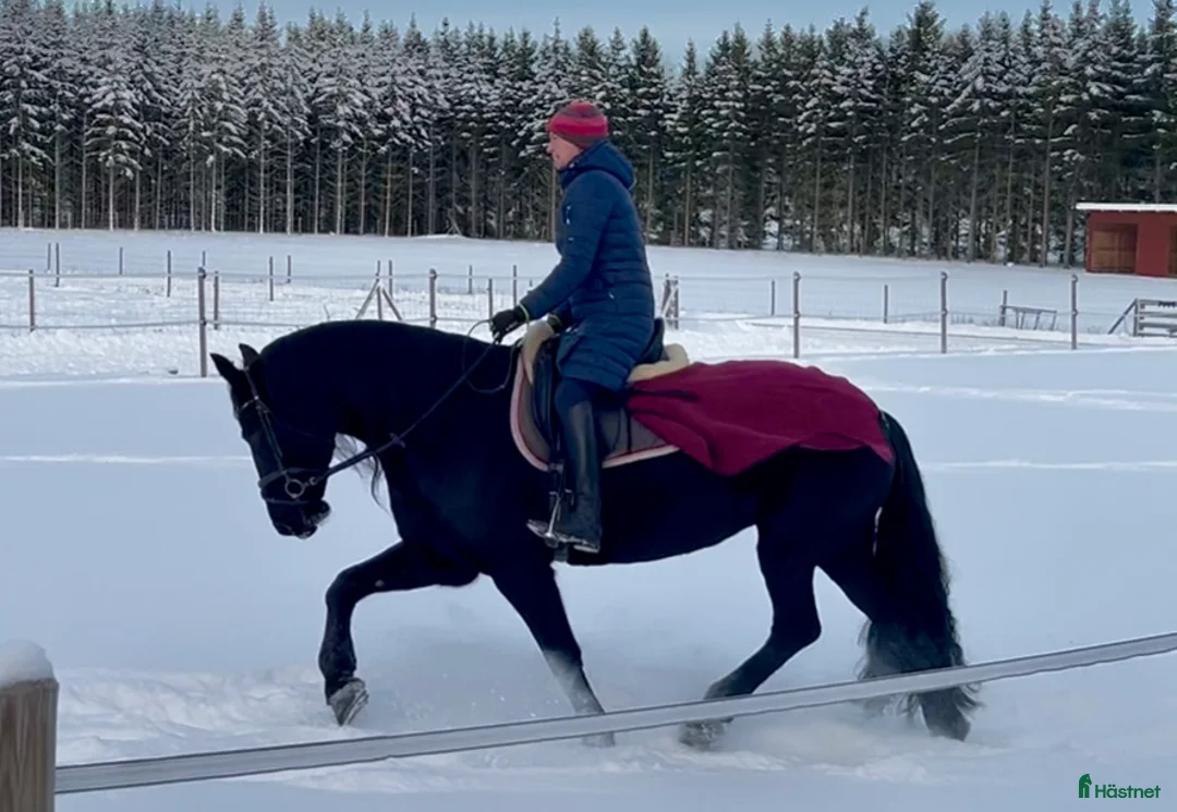 Dressyr hästar till salu: Lyxig hobbyhäst - Annons 5