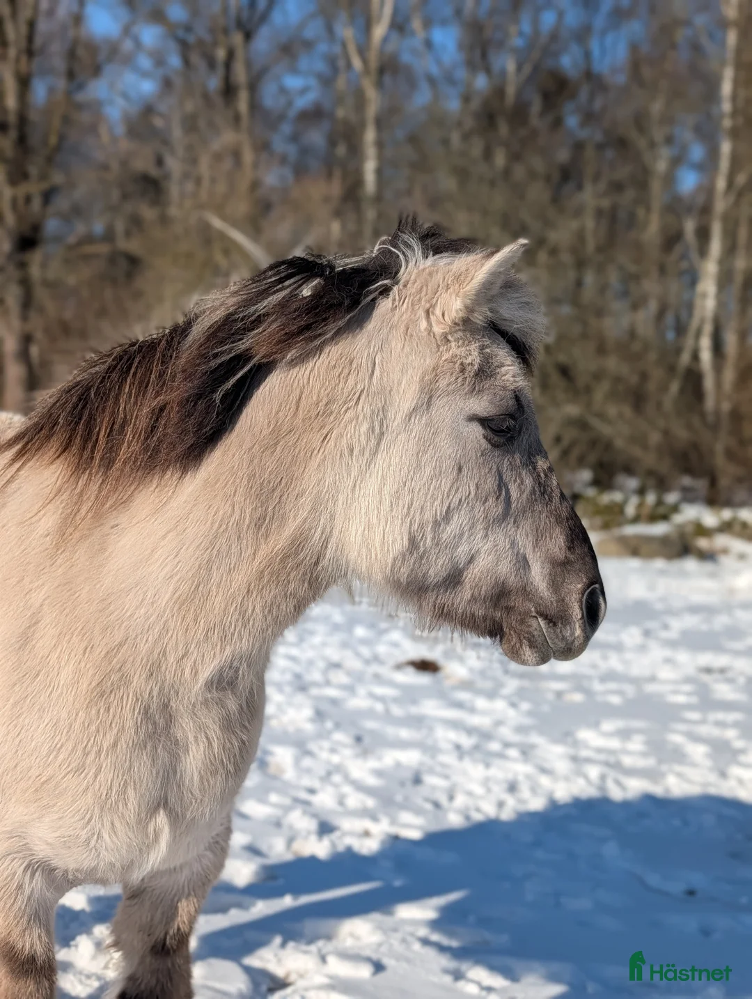 Allround hästar till salu: Bästa Skrollan  i Hallaröd - Annons 4