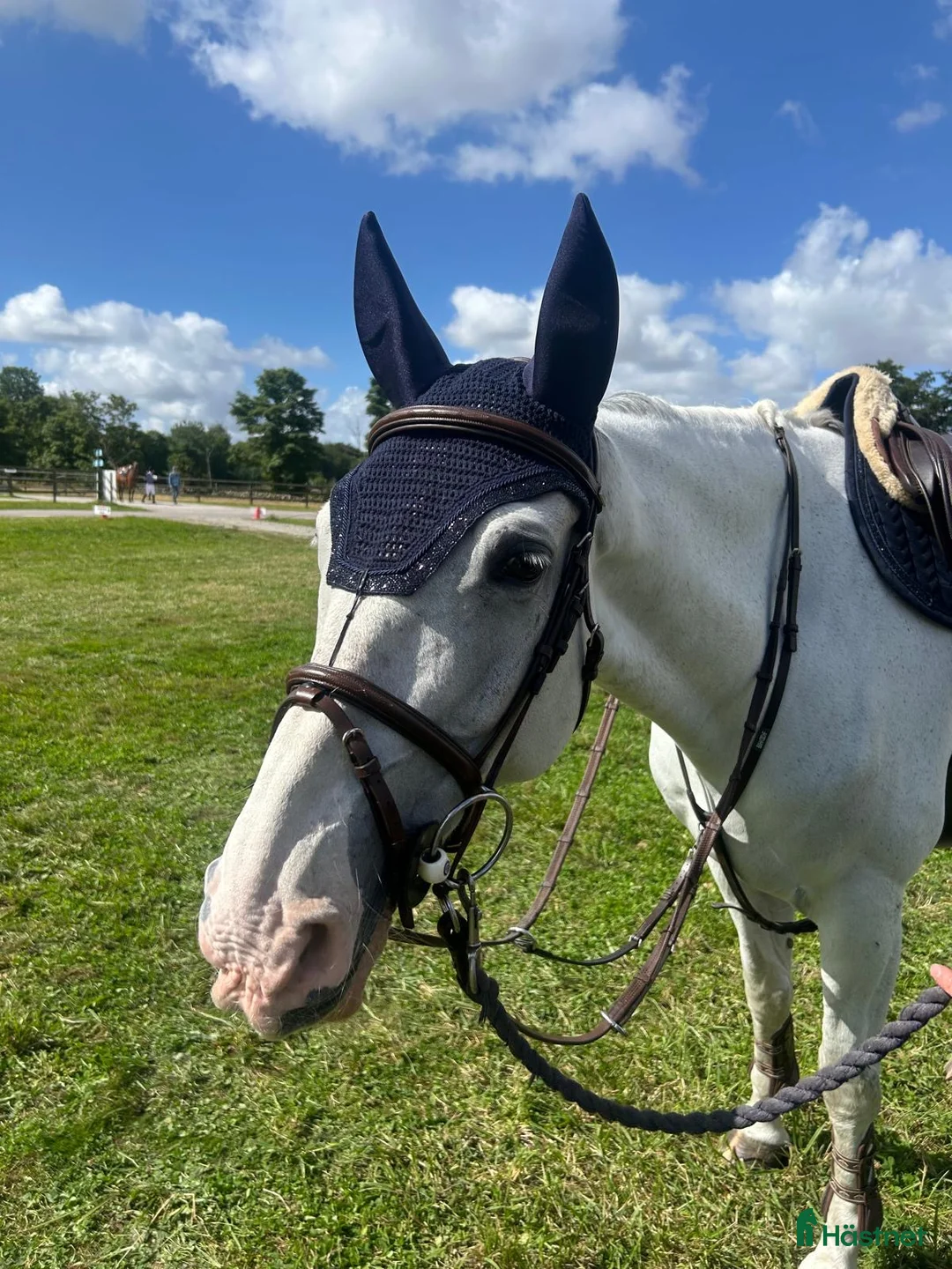 Hoppning hästar till salu: Trevlig valack - Annons 1