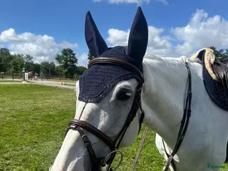 Hoppning hästar till salu: Trevlig valack - Annons 3