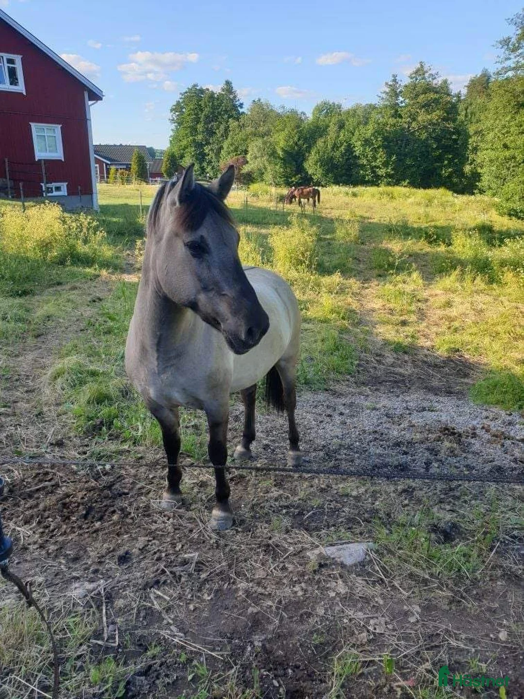 Allround hästar till salu: En bästavän i Valbo - Annons 8