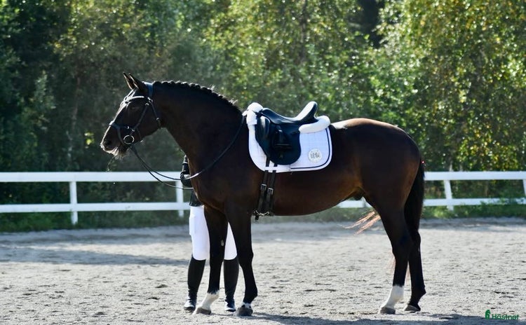  hästar i Örnsköldsvik - Annons 15