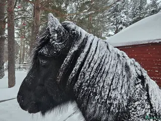 hästar Arbetsvillig charmör med hjärta och personlighet - Annons 4
