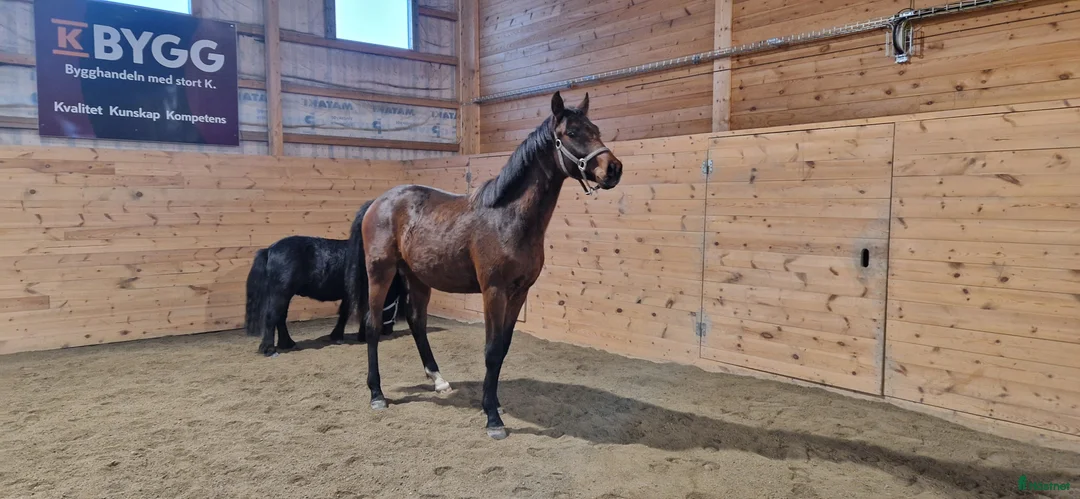 Dressyr hästar till salu: Snygg 2årig valack i Orrviken - Annons 1