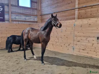 hästar Snygg 2årig valack i Orrviken - Annons 10