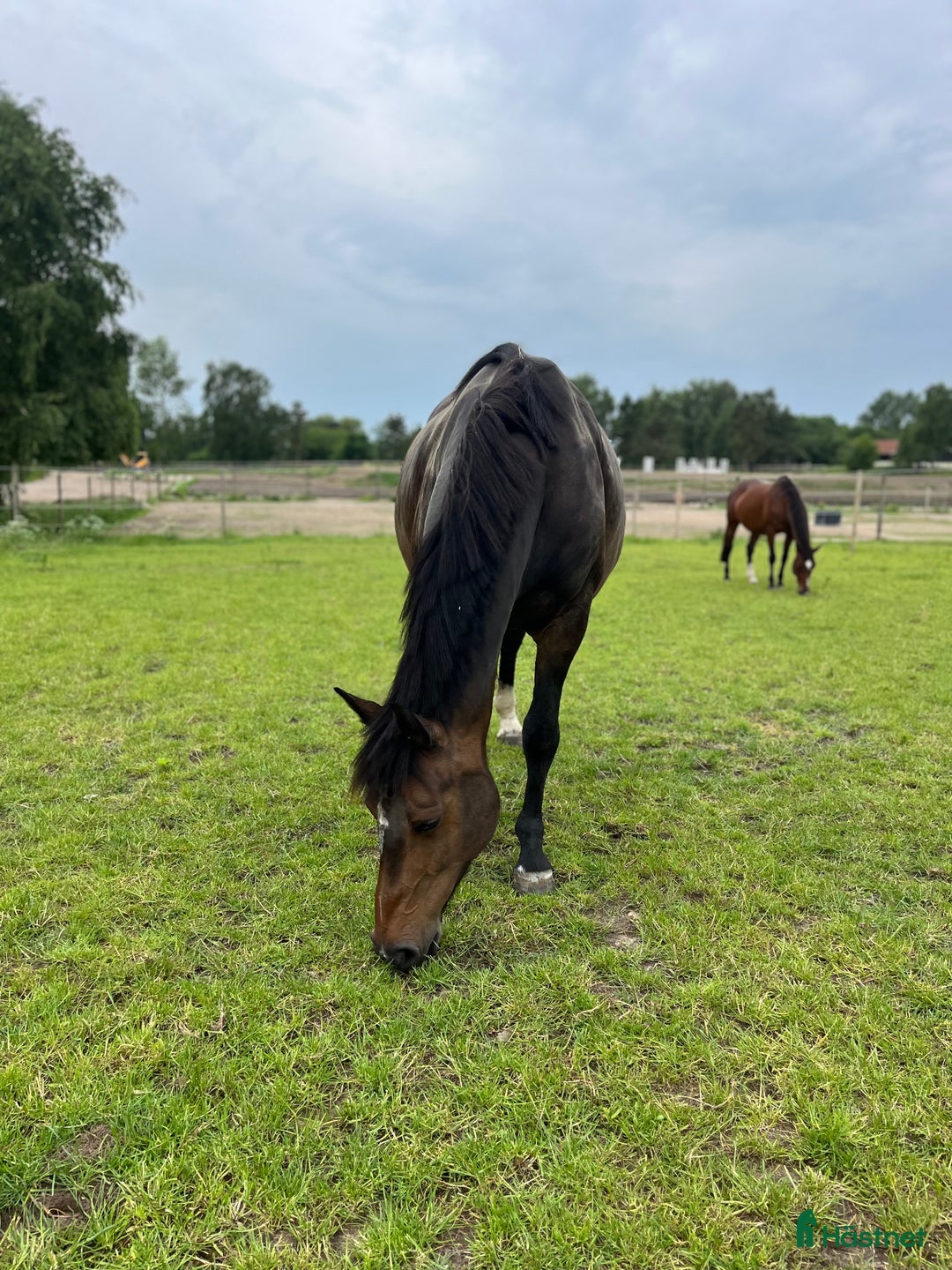Avelshästar hästar till salu: Top avlshoppe sælges, hophest - Annons 2