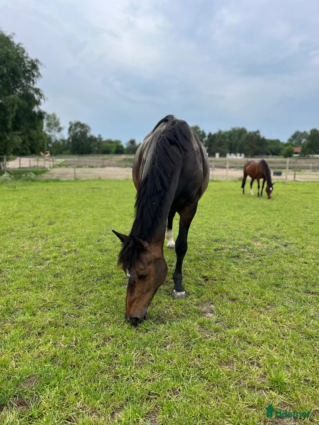 Avelshästar hästar till salu: Top avlshoppe sælges, hophest - Annons 2