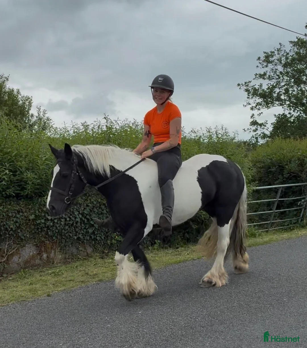 Allround hästar till salu: Bombproof Ride & Drive pony - Annons 2