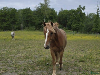 hästar Vacker kallblodstravare - Annons 16