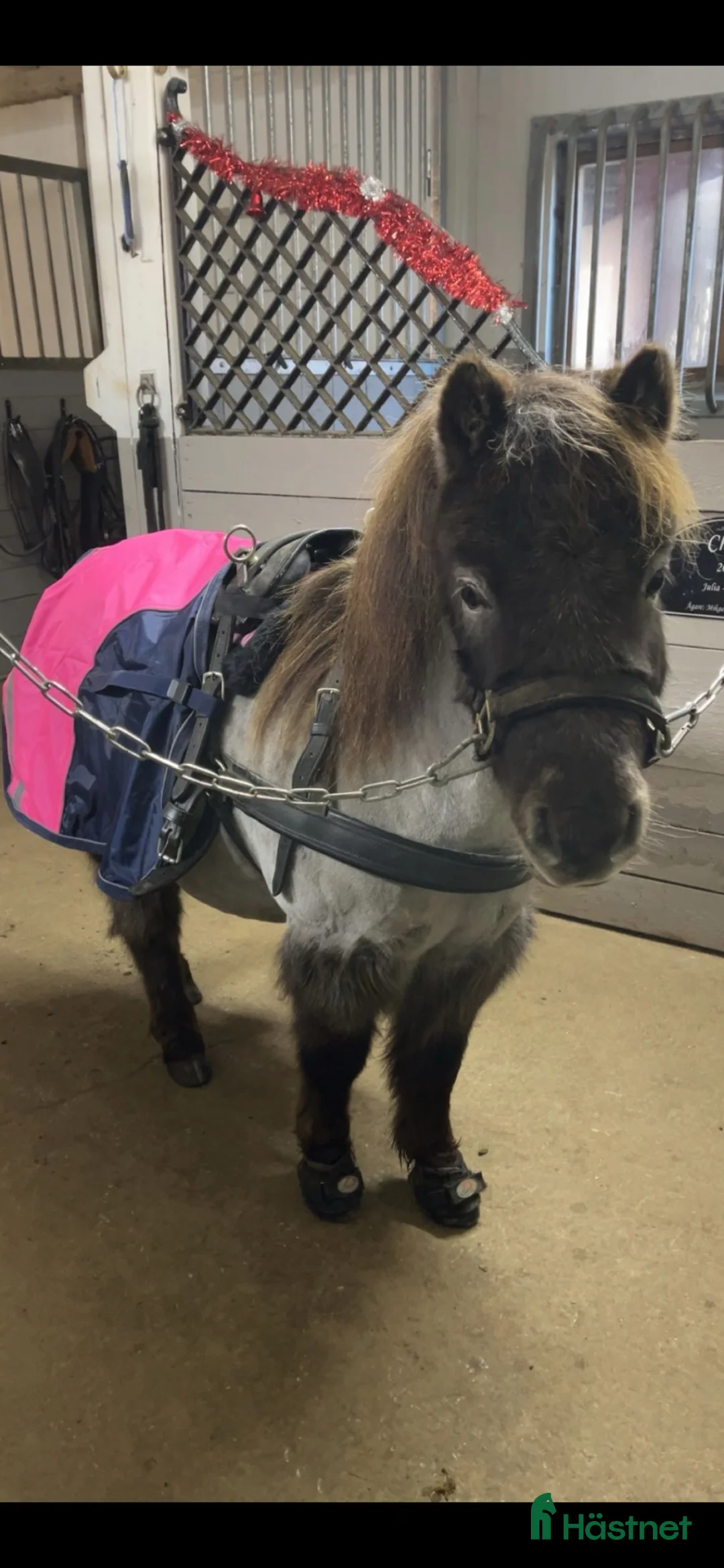  medryttarhäst finnes: Medryttare sökes (Ulricehamn)  - Annons 3