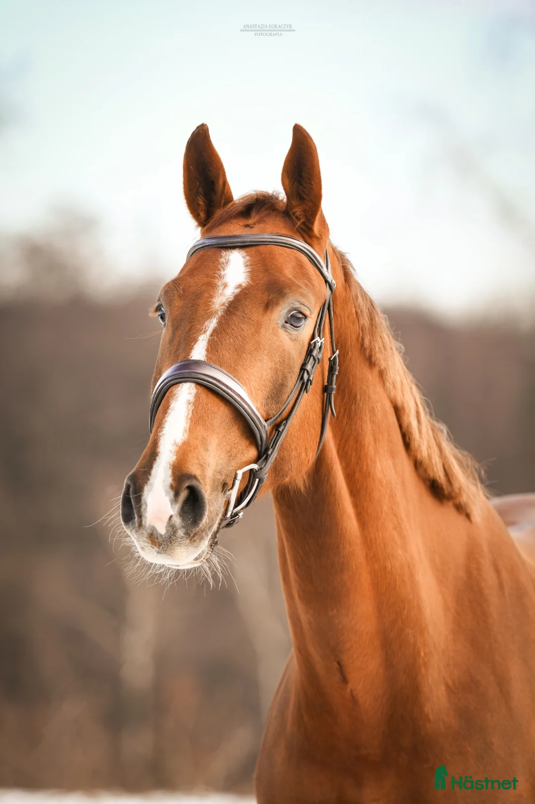 Fälttävlan hästar till salu: Fälttävlans-häst med stor potential - Annons 2