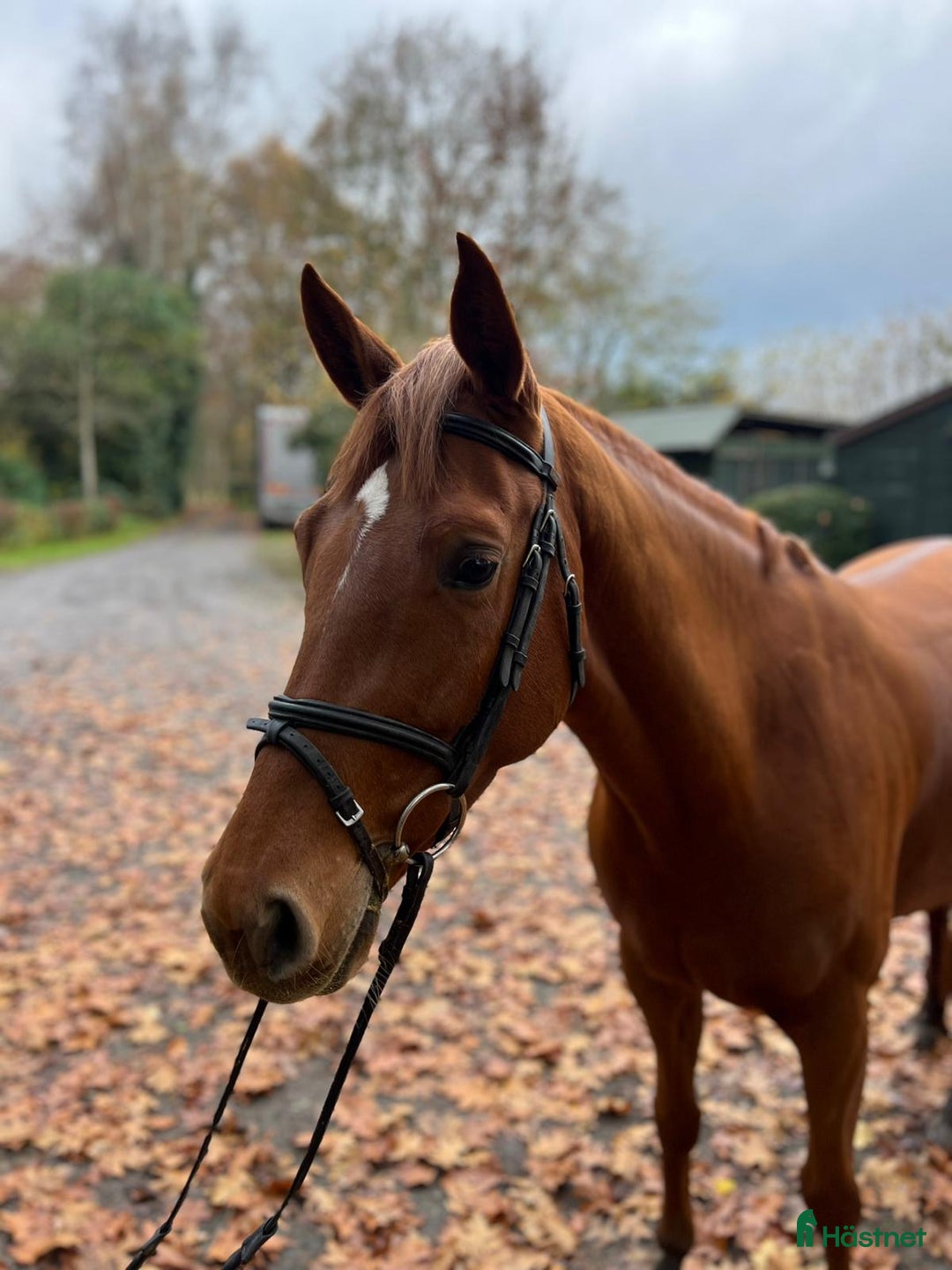 Fälttävlan hästar till salu: Super trevlig unghäst i Dösjebro - Annons 3