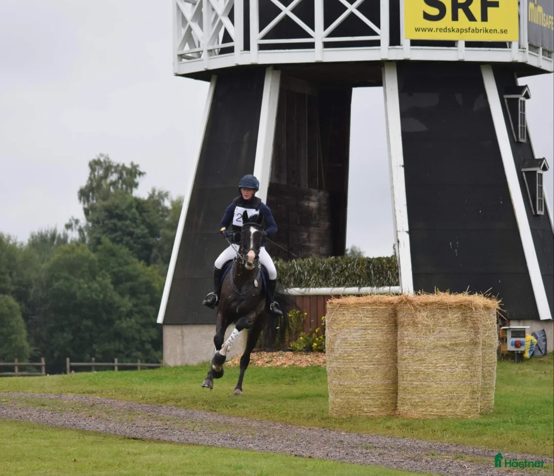 Avelshästar hästar till salu: Läromästare eller lyxig hobbyhäst  - Annons 2