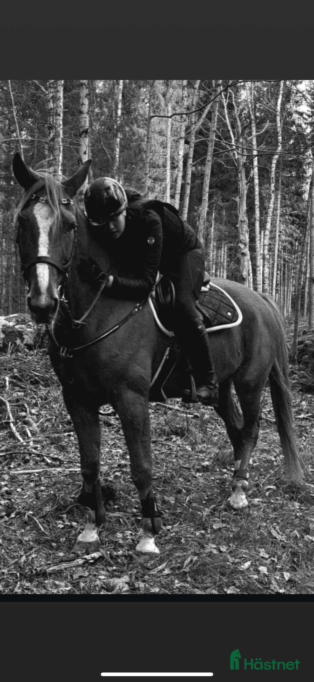 Allround hästar till salu: Mångsidig valack  i Bergby - Annons 2