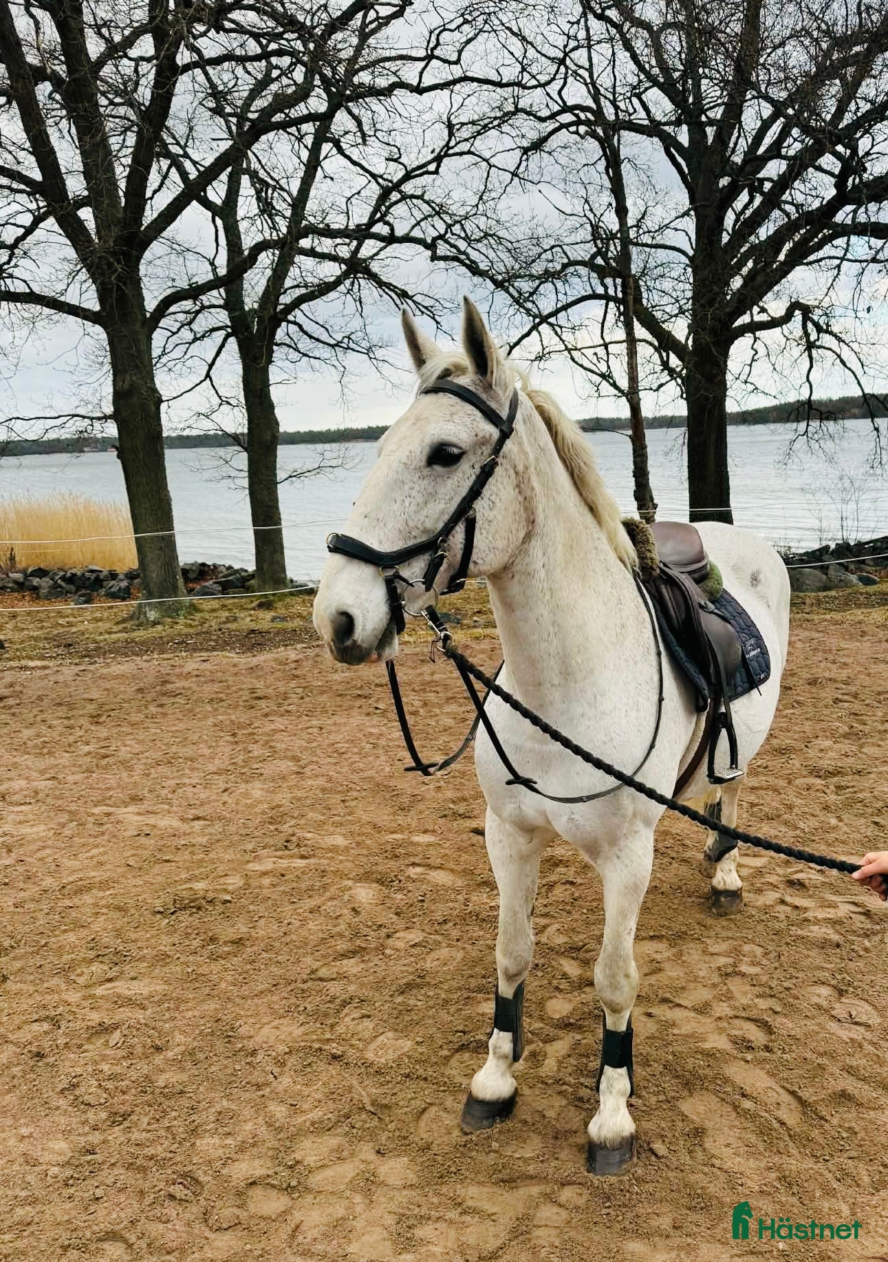  hästar Cool Allroundhäst - Annons 1