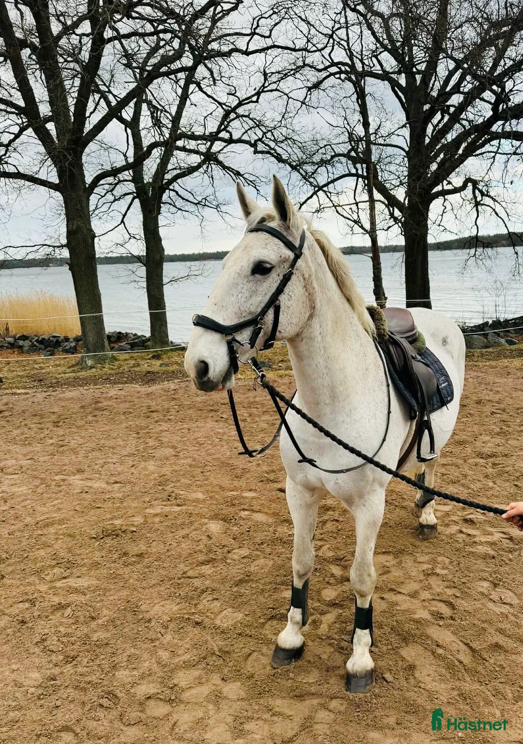 Allround hästar till salu: Cool Allroundhäst - Annons 1