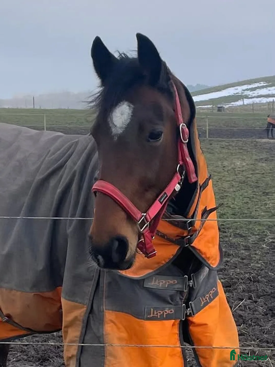 Trav hästar till salu: 8-årigt sto till trav eller ridning - Annons 2