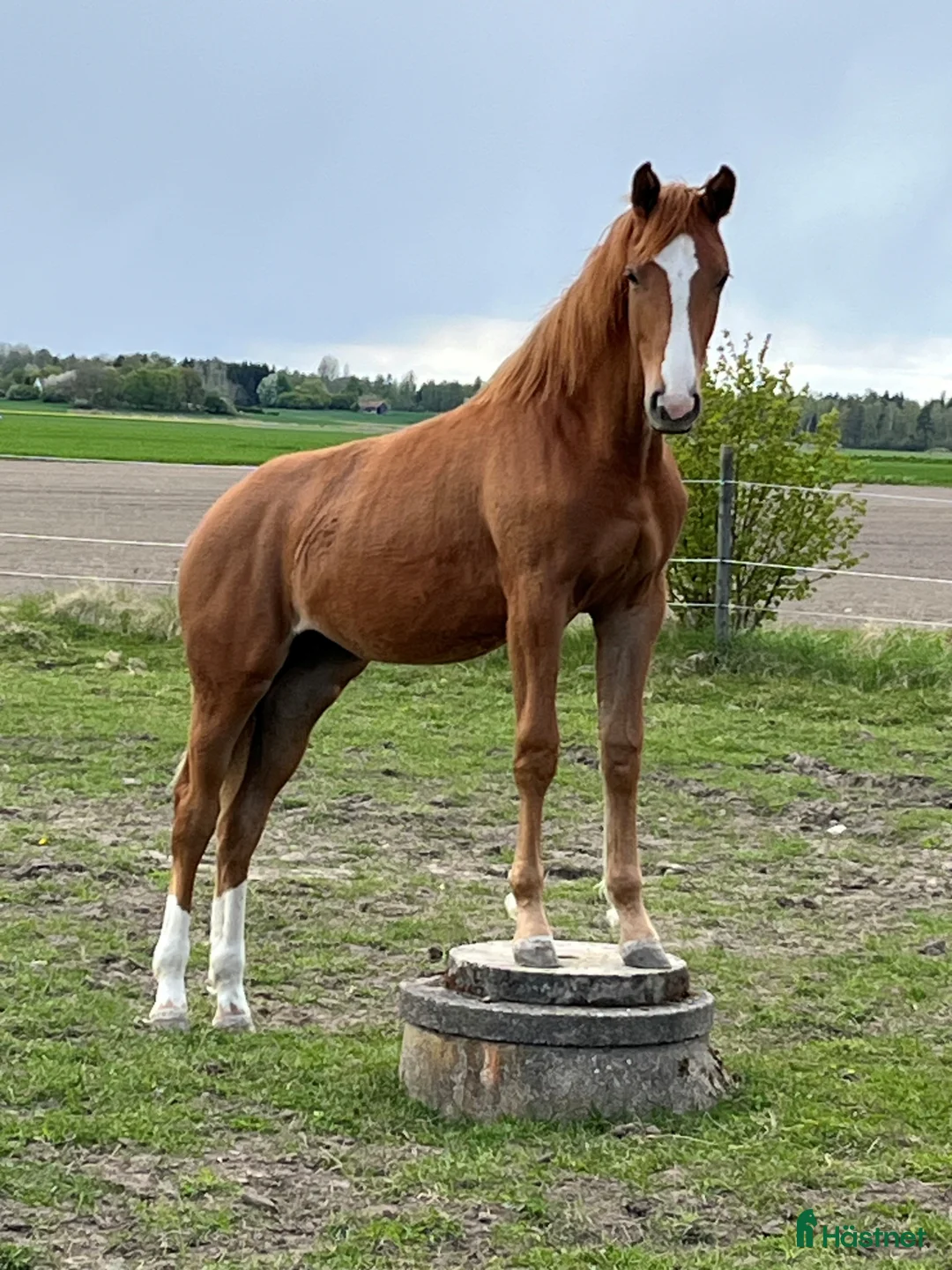 Hoppning hästar till salu: Fantastiskt 2-årigt sto e:Zafferano i Motala - Annons 4