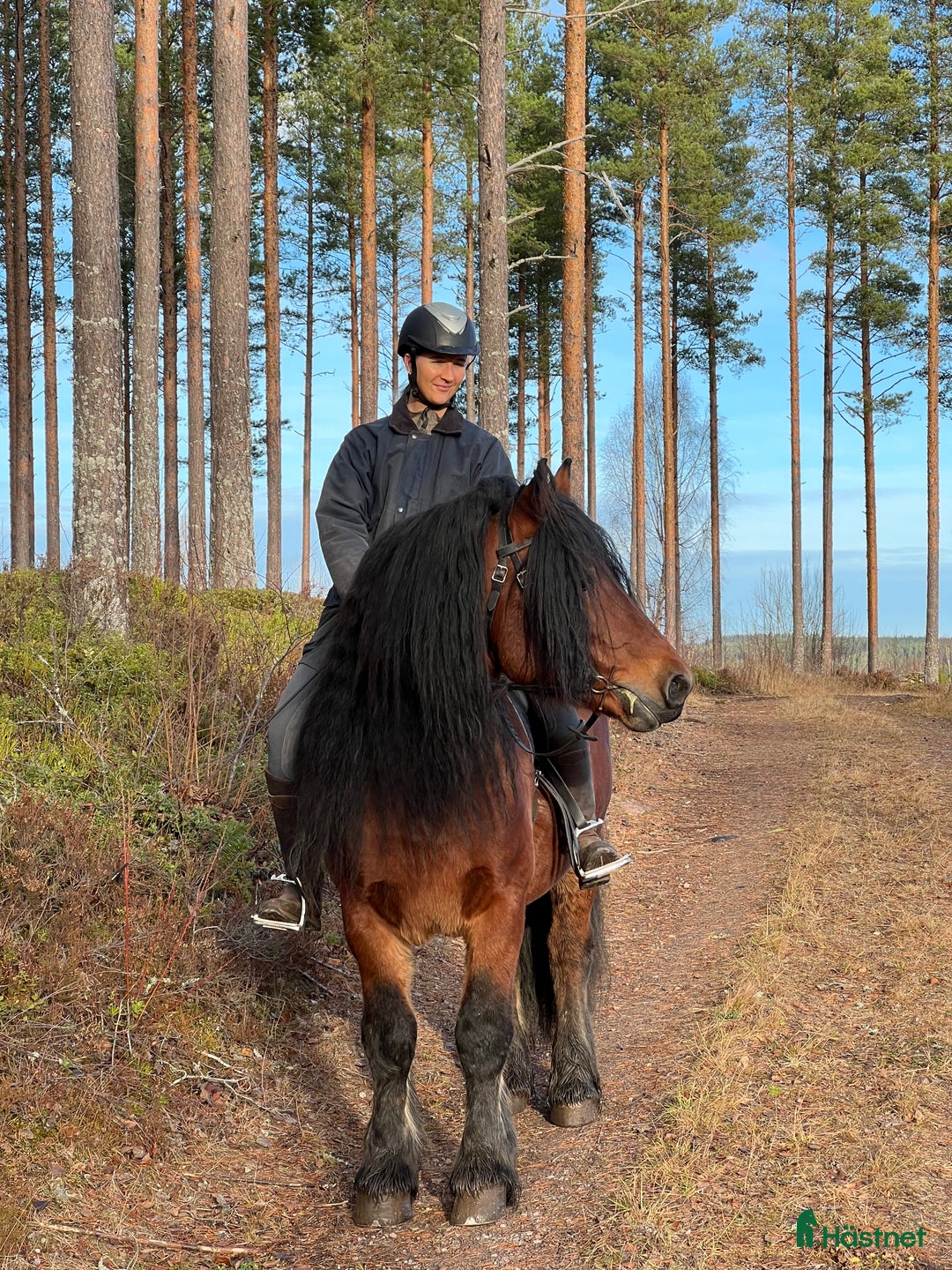 Allround hästar till salu: Nsv brukshingst säljes i Alfta - Annons 3