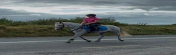Hoppning hästar till salu: 138 gelding - Annons 2