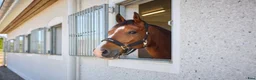  stallplats finnes: Lugnt och trivsamt stall nära Mantorp/Västerlösa - Annons 1