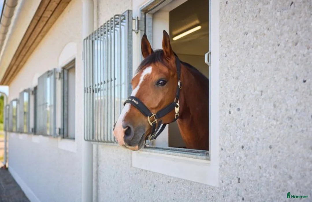  stallplats finnes: Lugnt och trivsamt stall nära Mantorp/Västerlösa - Annons 1
