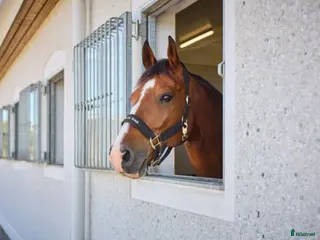 stallplats Lugnt och trivsamt stall nära Mantorp/Västerlösa - Annons 1