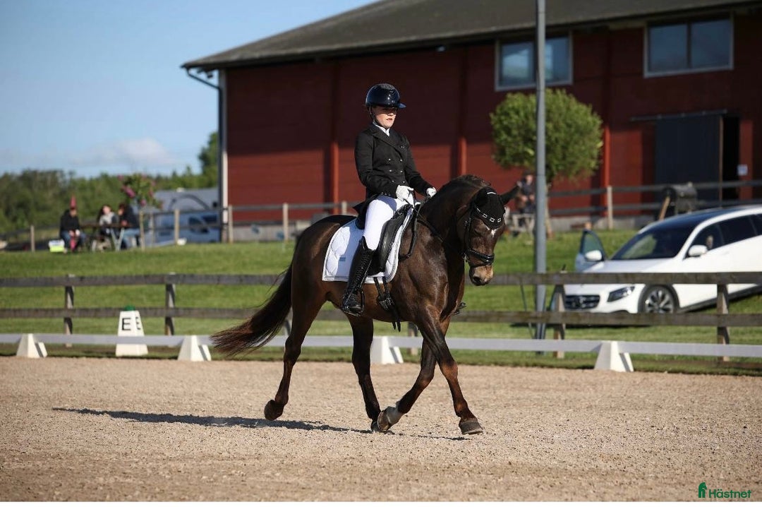 Dressyr hästar till salu: Guldkille till salu! i Kvissleby - Annons 5