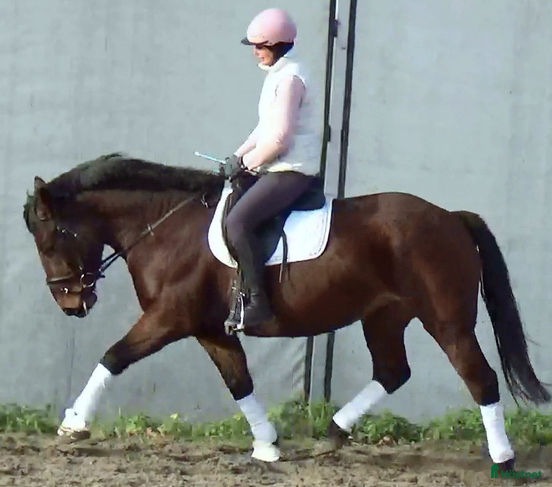 Allround hästar till salu: Gorgeous, sweet and ready for anything allrounder i Örsundsbro - Annons 3