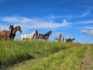 hästar Medarbetare sökes i Örebro - Annons 16