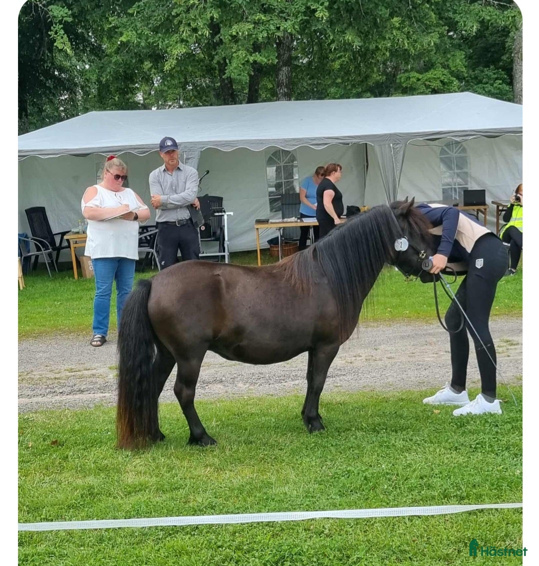  hästar Snällaste barnponnyn i Brålanda - Annons 7