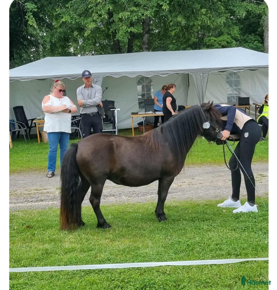Allround hästar till salu: Snällaste barnponnyn i Brålanda - Annons 1