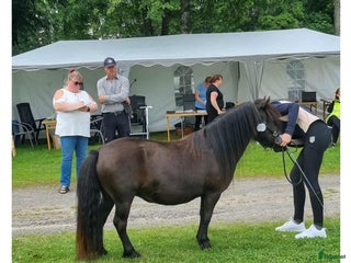 hästar Snällaste barnponnyn i Brålanda - Annons 2